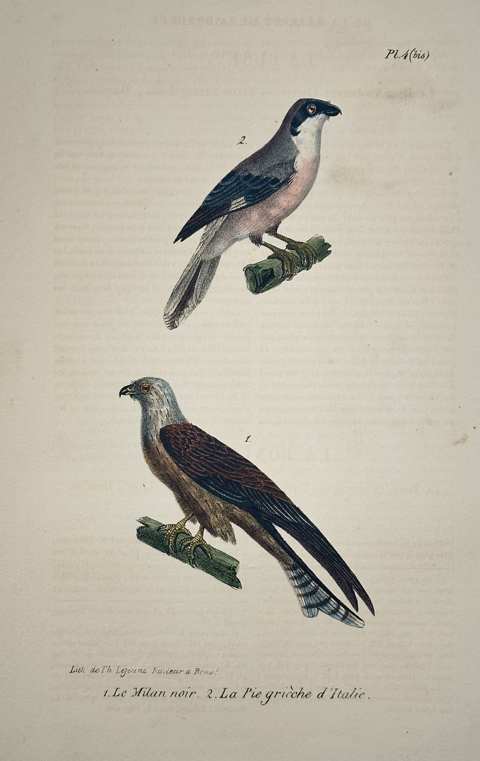 Georges-Louis Leclerc, Comte de Buffon – Black Kite and Italian Shrike (1 of 2)