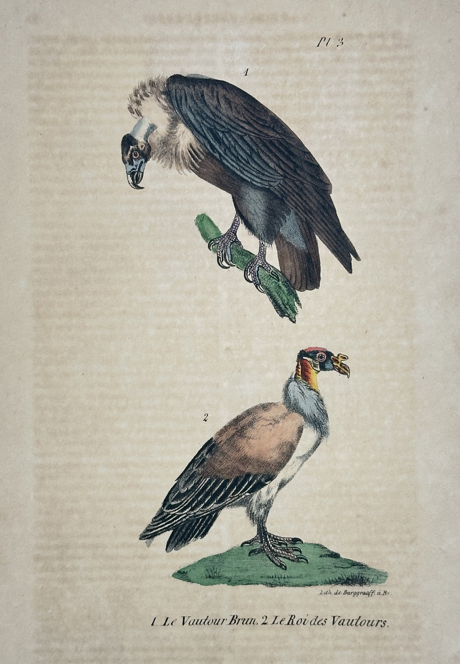 Georges-Louis Leclerc, Comte de Buffon – Brown Vulture and King Vulture: This hand-colored copperplate engraving depicts two distinct bird species: the Brown Vulture (Le Vautour Brun) and the King Vulture (Le Roi des Vautours), originating from the monumental publication H