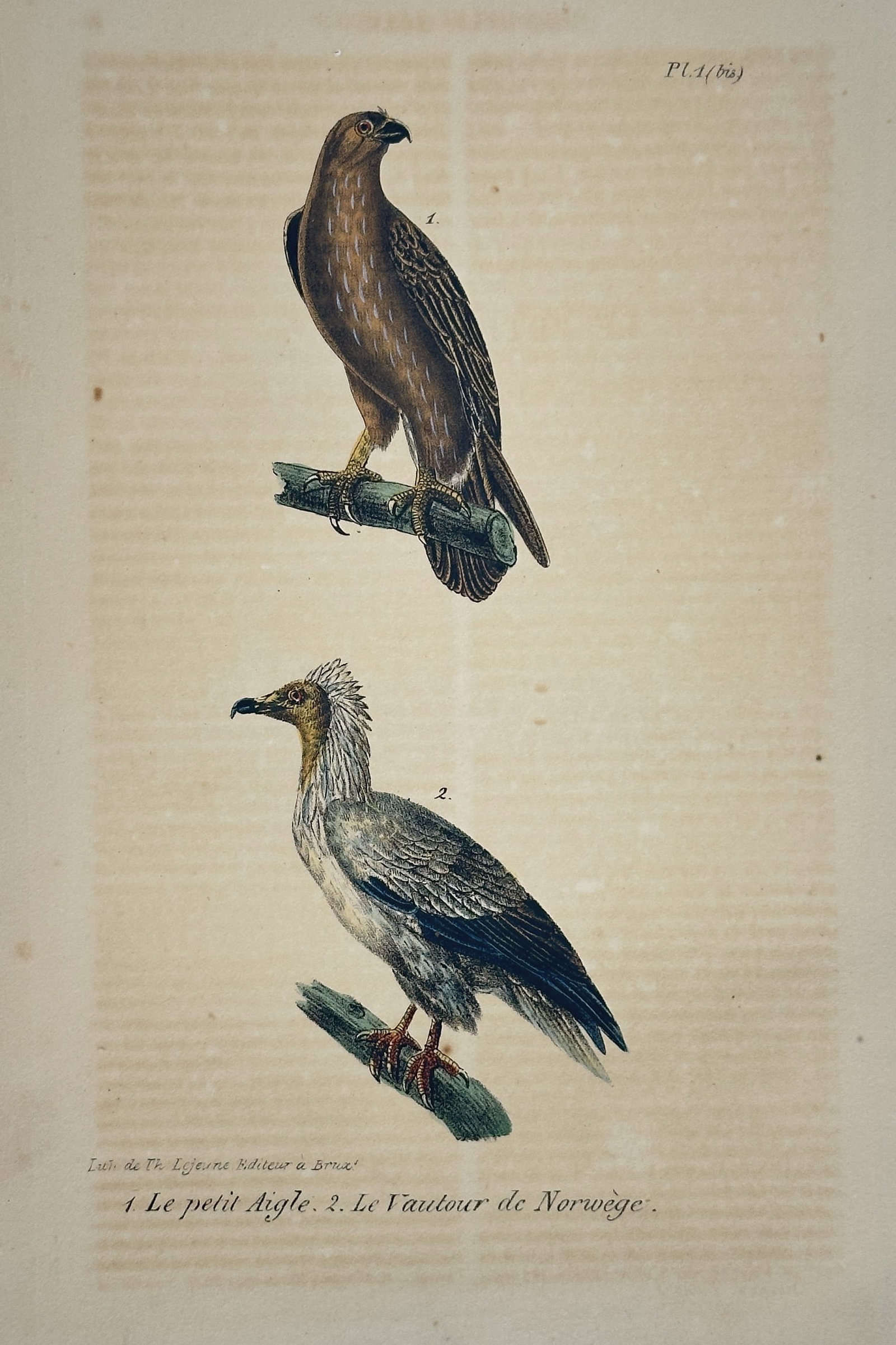 Georges-Louis Leclerc, Comte de Buffon – Small Eagle and Norwegian Vulture: This hand-colored copperplate engraving depicts two distinct bird species: the Small Eagle (Le petit Aigle) and the Norwegian Vulture (Le Vautour de Norwège), originating from the monumental publicat