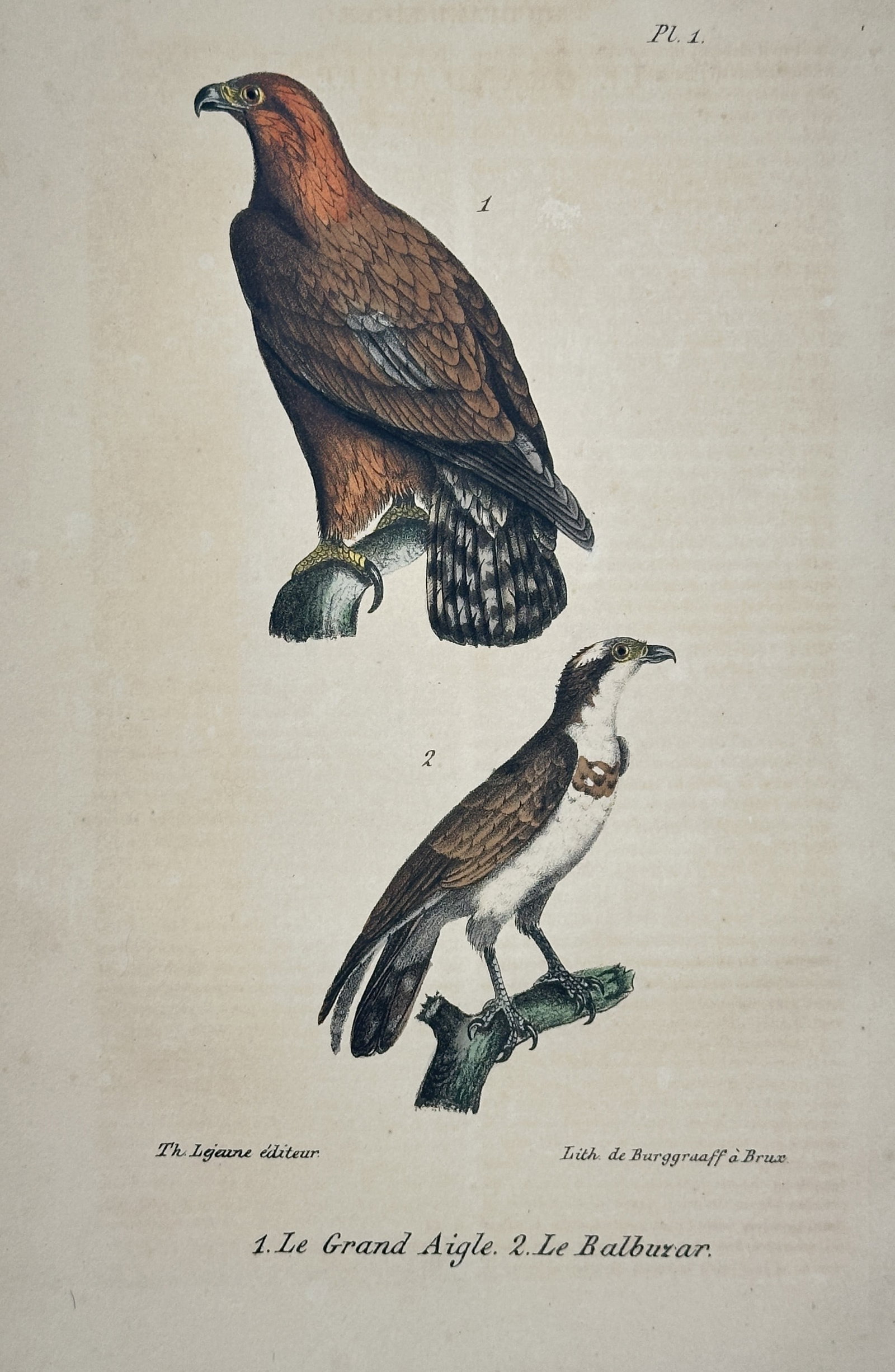 Georges-Louis Leclerc, Comte de Buffon – Grand Eagle and Osprey: This hand-colored copperplate engraving depicts two distinct bird species: the Grand Eagle (Le Grand Aigle) and the Osprey (Le Balbuzar), originating from the monumental publication Histoire Naturelle