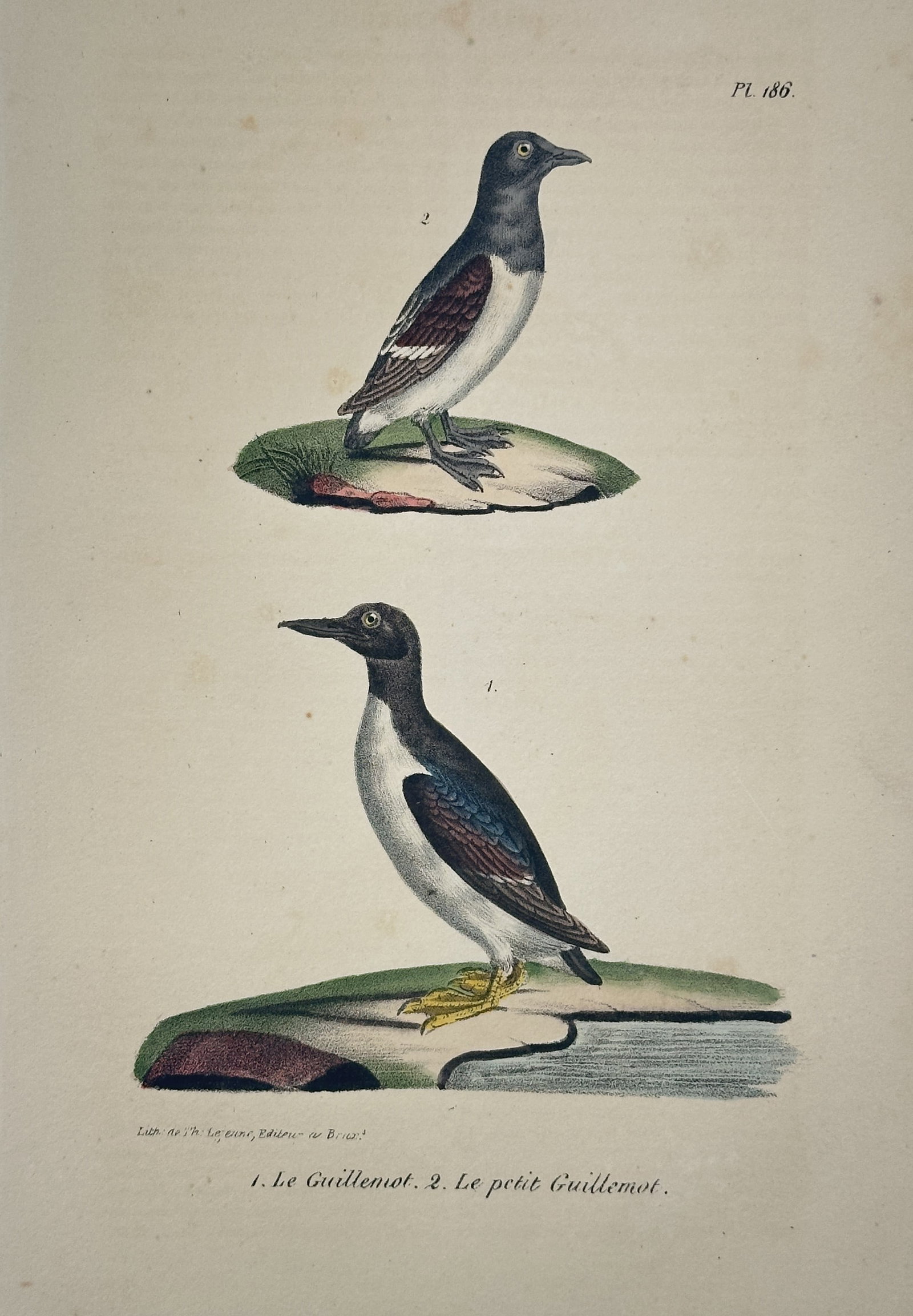 Georges-Louis Leclerc, Comte de Buffon – Common Guillemot and Small Guillemot: This hand-colored copperplate engraving depicts two distinct seabirds: the Common Guillemot (Le Guillemot) and the Small Guillemot (Le petit Guillemot), originating from the monumental publication His
