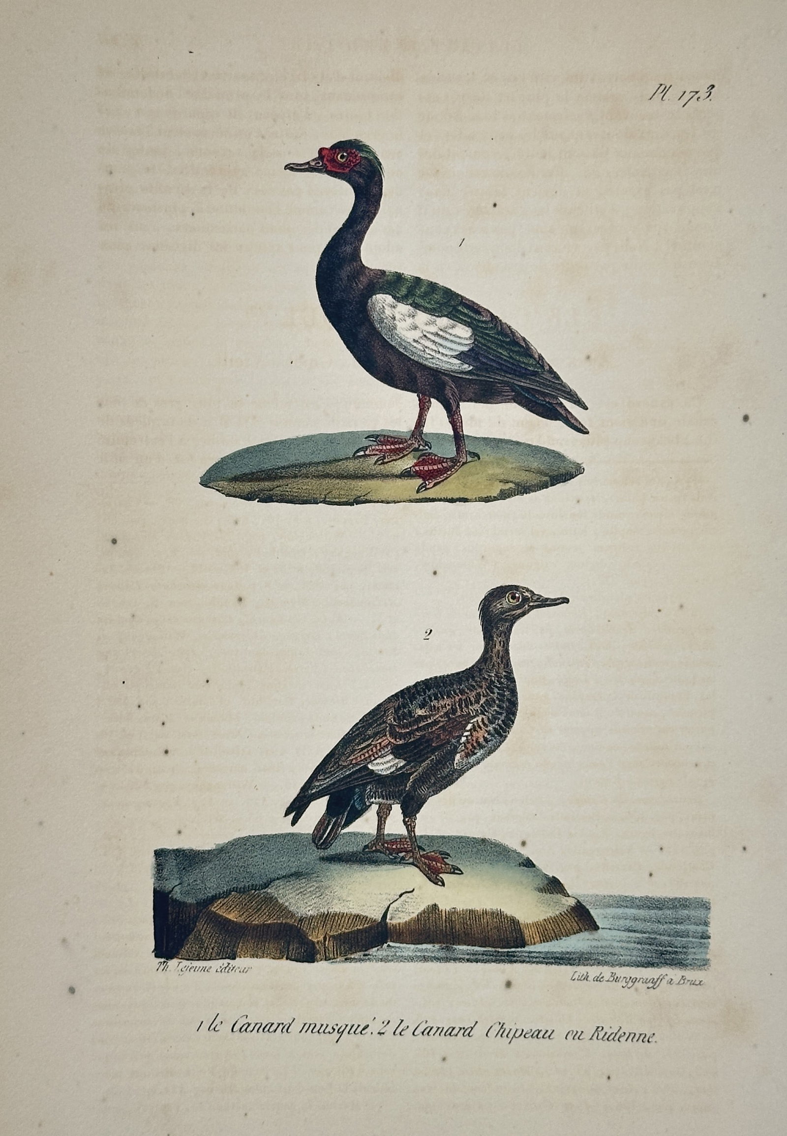 Georges-Louis Leclerc, Comte de Buffon – Muscovy Duck and Wigeon Duck: This hand-colored copperplate engraving depicts two distinct waterfowl: the Muscovy Duck (Le canard musqué) and the Wigeon Duck (Le Canard Chipeau en Redonne), originating from the monumental publica