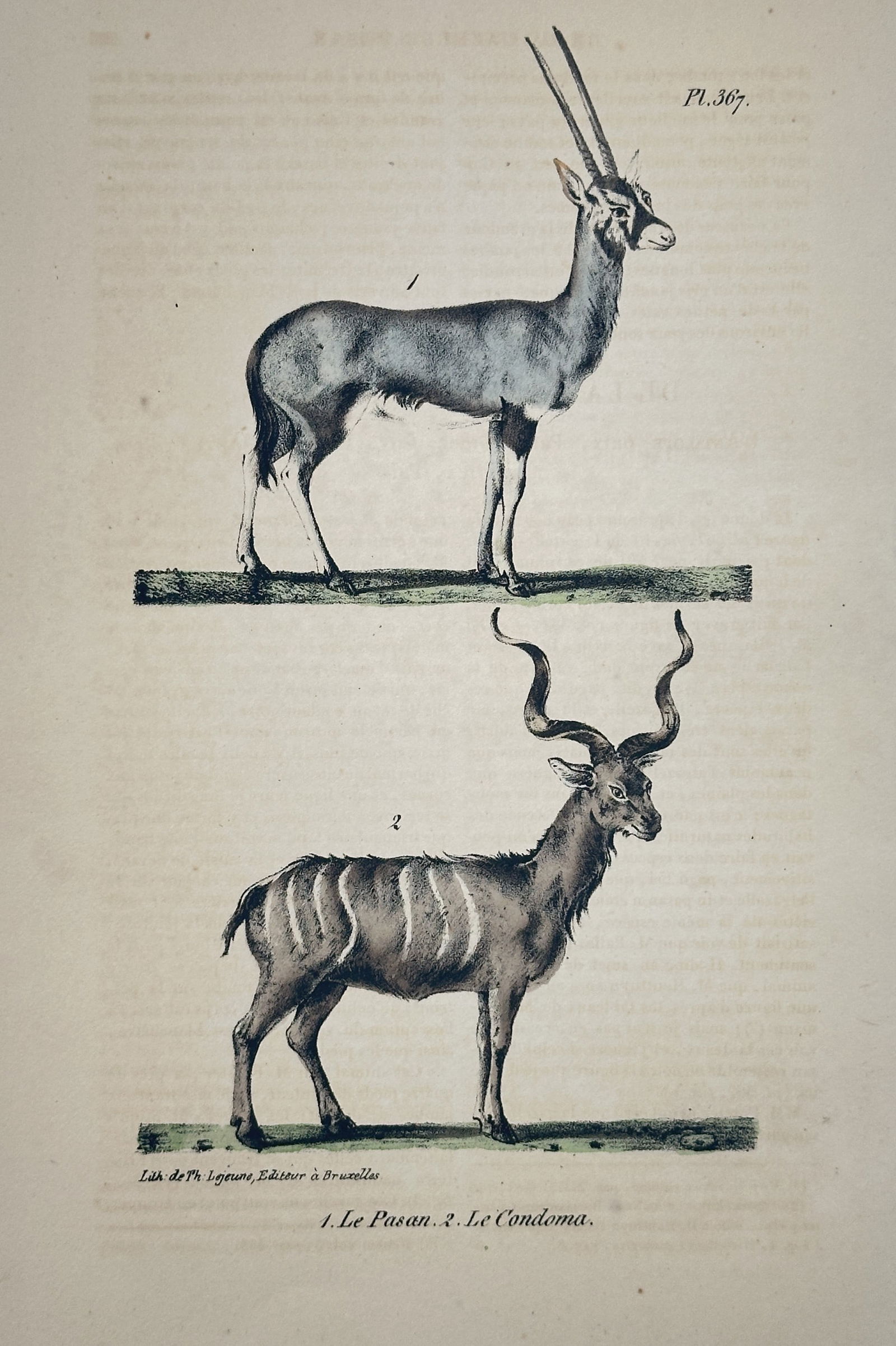 Georges-Louis Leclerc, Comte de Buffon – Pasan and Condoma – Hand-colored copperplate engraving (1 of 2)