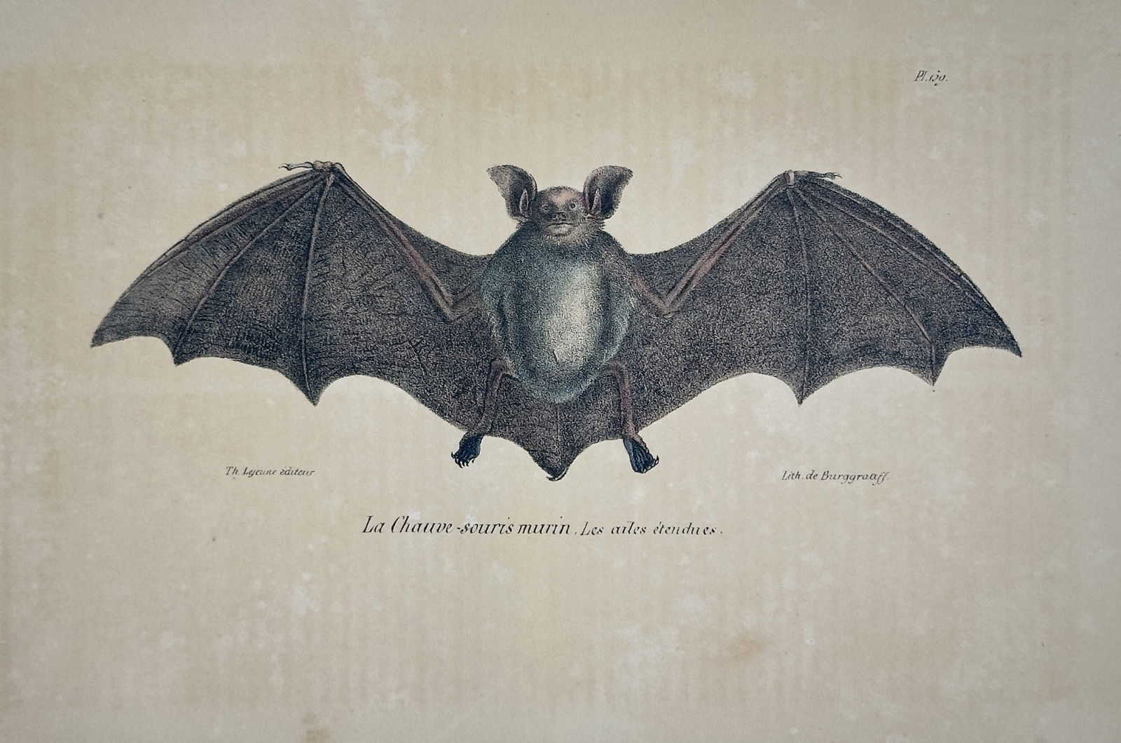 Georges-Louis Leclerc, Comte de Buffon – Mouse-eared Bat with Extended Wings (1 of 2)
