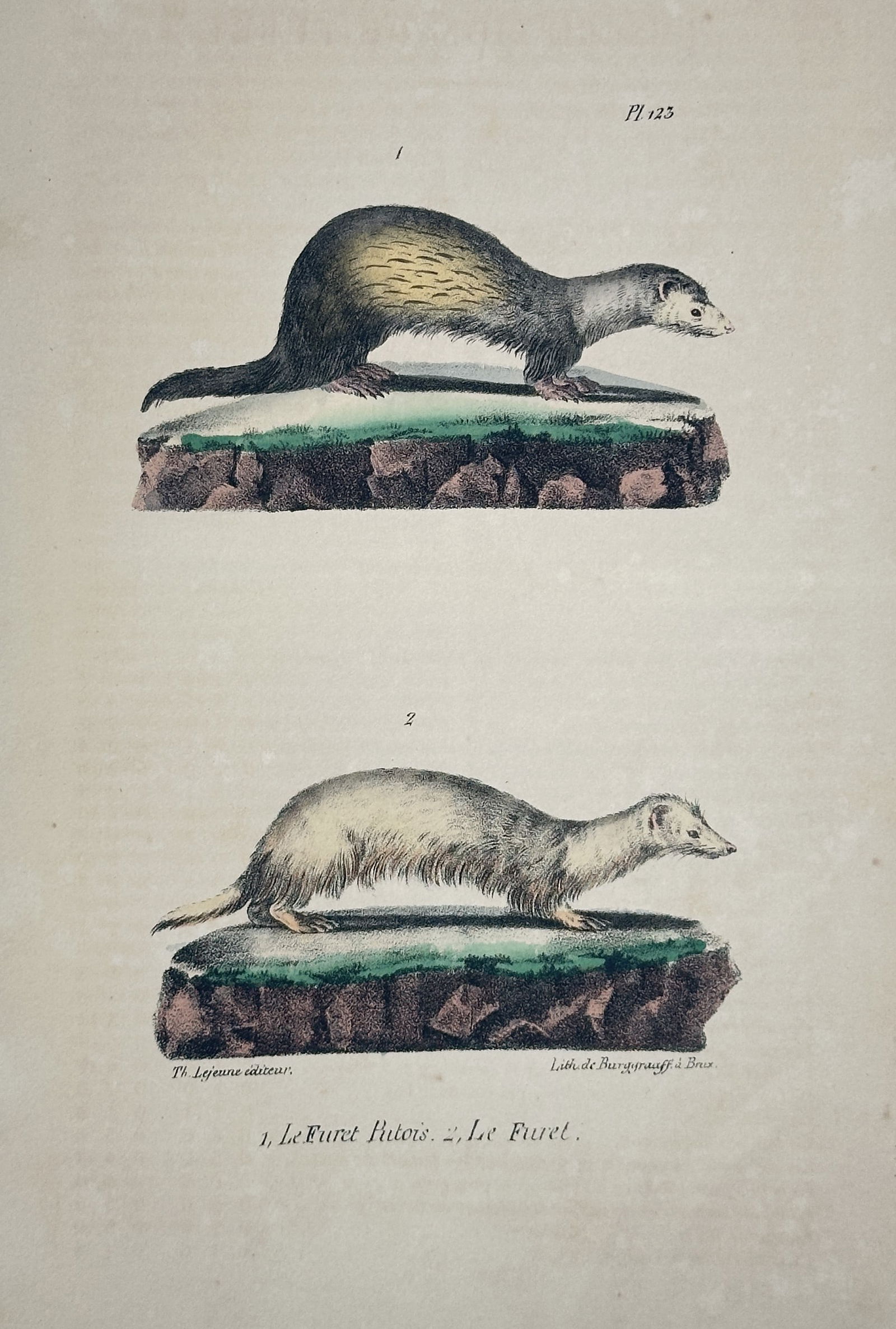 Georges-Louis Leclerc, Comte de Buffon – Ferret Polecat and Ferret – Hand-colored copperplate (1 of 2)