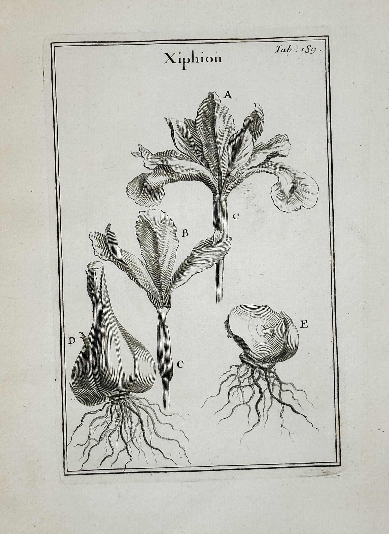 Joseph Pitton de Tournefort – Xiphion (Bulbous Iris) – Copperplate engraving (17th Century) (1 of 2)