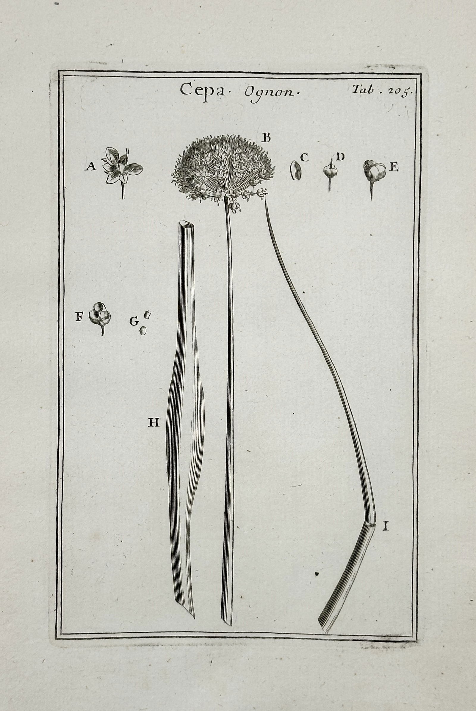 Joseph Pitton de Tournefort – Cepa Ognon (Onion) – Copperplate engraving (17th Century) (1 of 2)