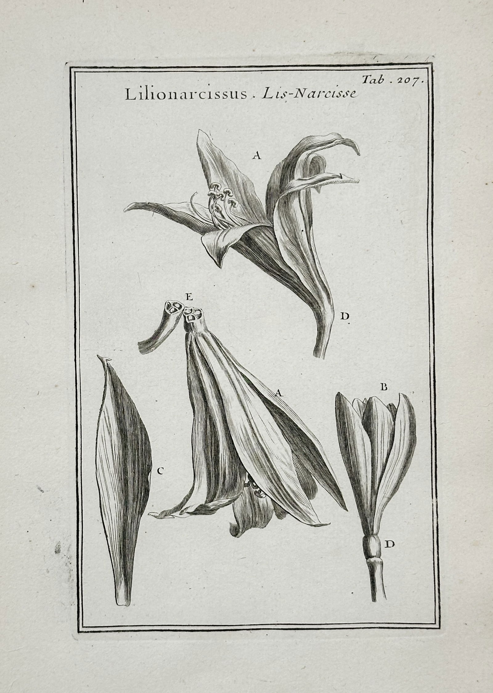 Joseph Pitton de Tournefort – Lilionarcissus (Lily Daffodil) – Copperplate engraving (17th (1 of 2)
