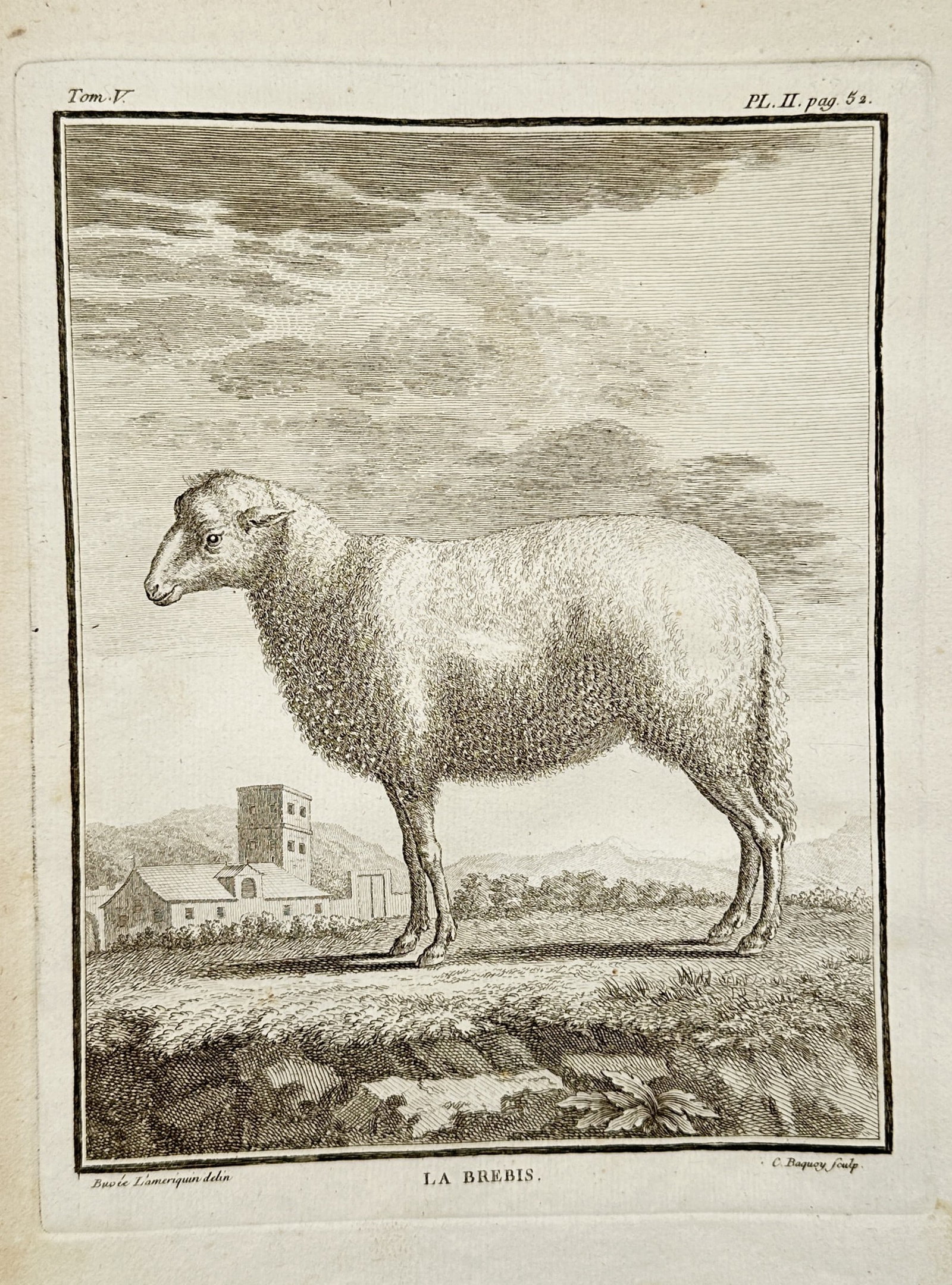 Georges-Louis Leclerc, Comte de Buffon (1707–1788) – The Domestic Sheep – Copperplate: This copperplate engraving depicts a domestic sheep (La Brebis, Ovis aries), shown in profile in a landscape setting with a village structure visible in the background. The print is an illustration fr