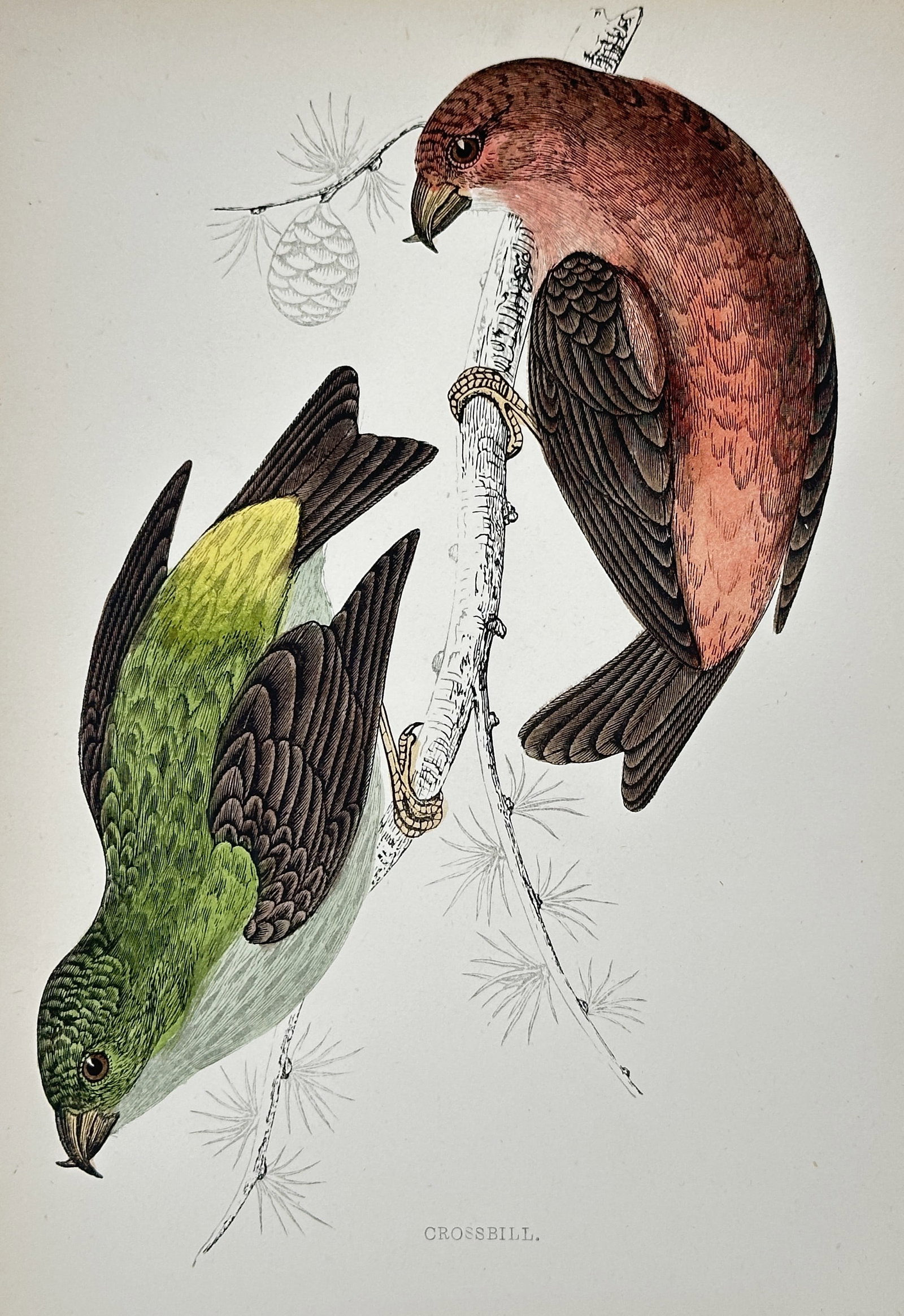 Francis Orpen Morris (1810–1893) – Crossbill – Hand-colored lithograph (19th Century): This hand-colored lithograph depicts two Crossbills (Loxia curvirostra), showing the sexually dimorphic male (red) and female (green/yellow), and highlighting their specialized, crossed beaks. This il