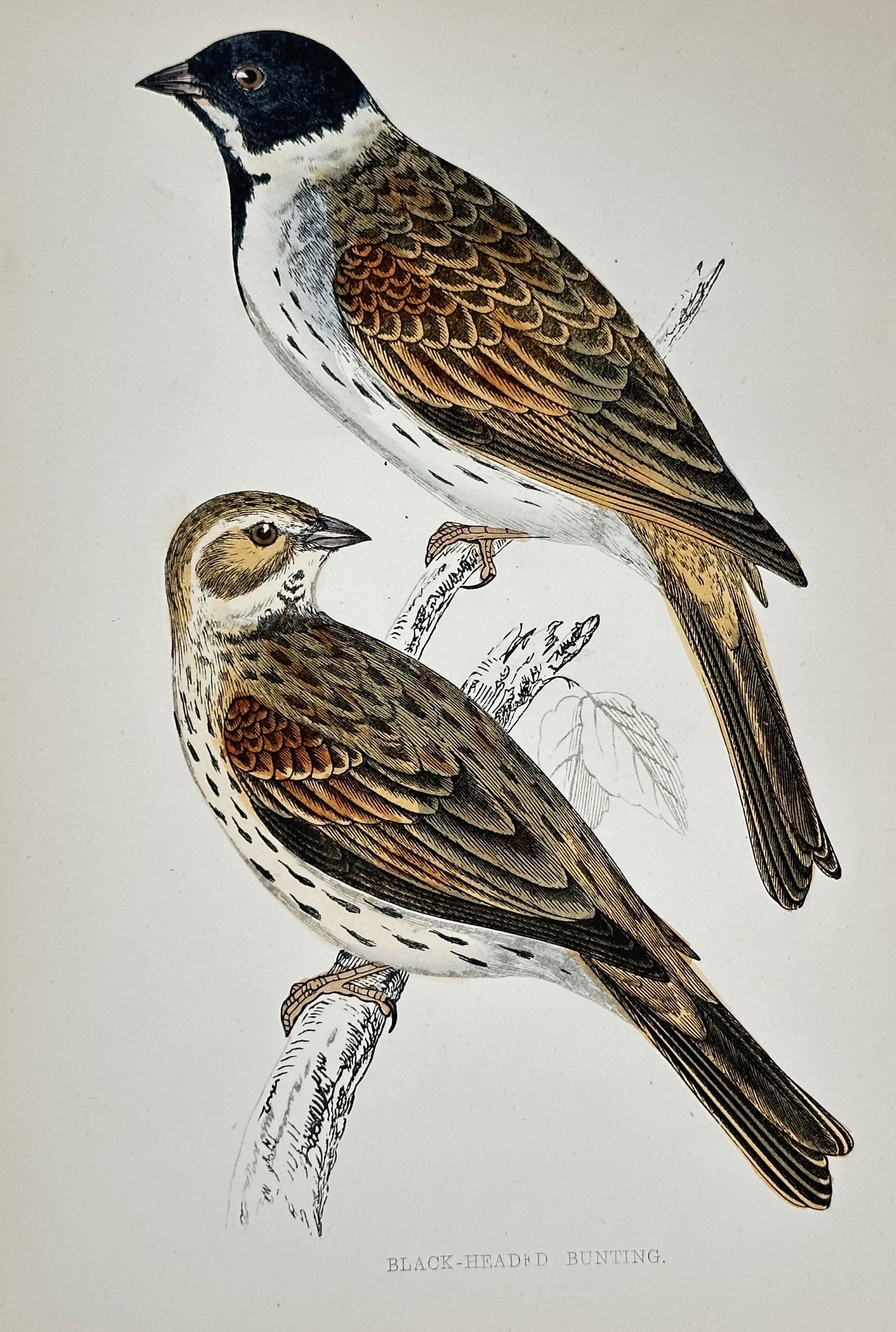 Francis Orpen Morris (1810–1893) – Black-Headed Bunting – Hand-colored lithograph: This hand-colored lithograph depicts the Black-Headed Bunting (Emberiza melanocephala), showing both the vividly colored male and the more subdued female, perched on branches. This illustration is fro