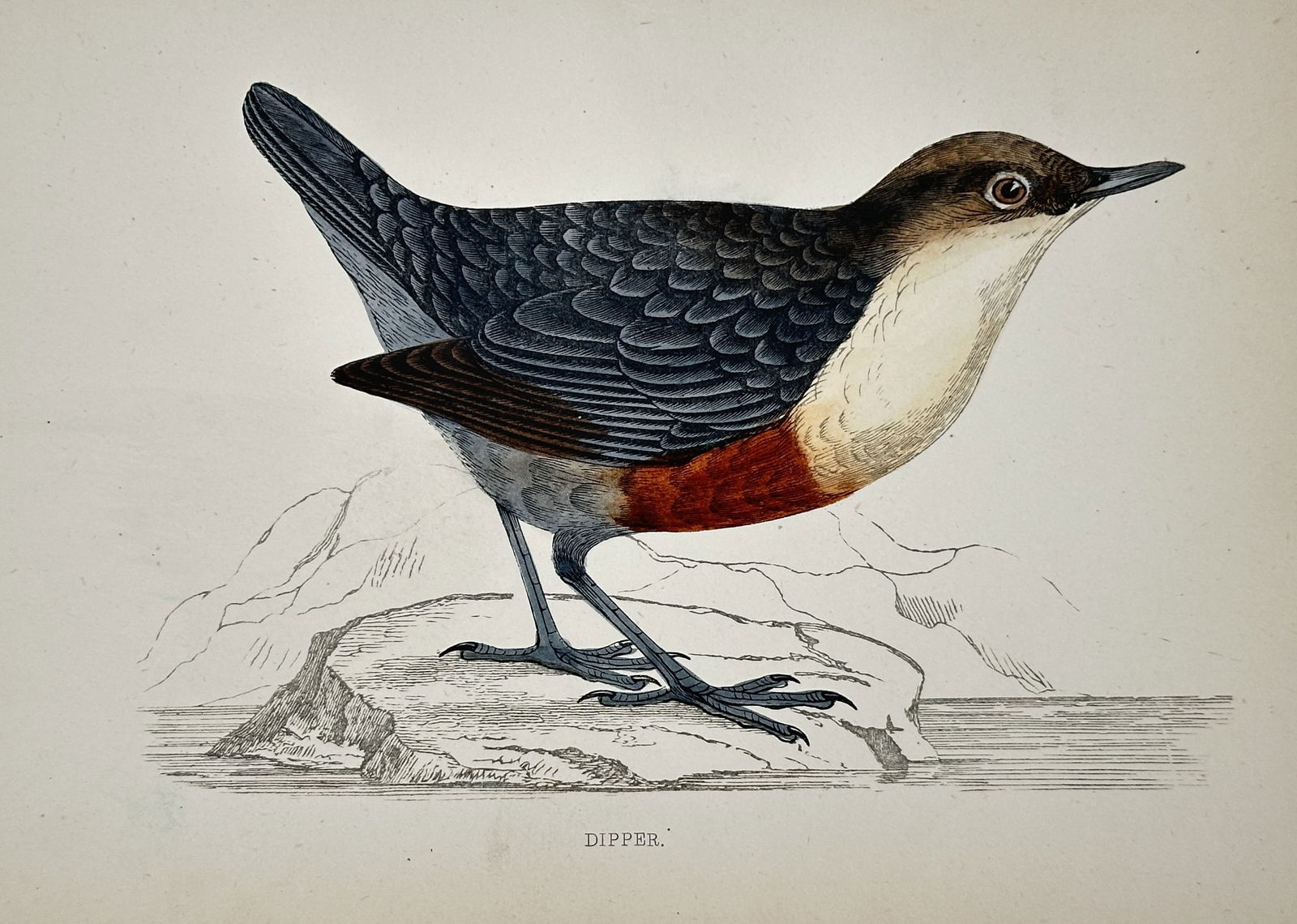 Francis Orpen Morris (1810–1893) – Dipper – Hand-colored lithograph (19th Century) (1 of 2)