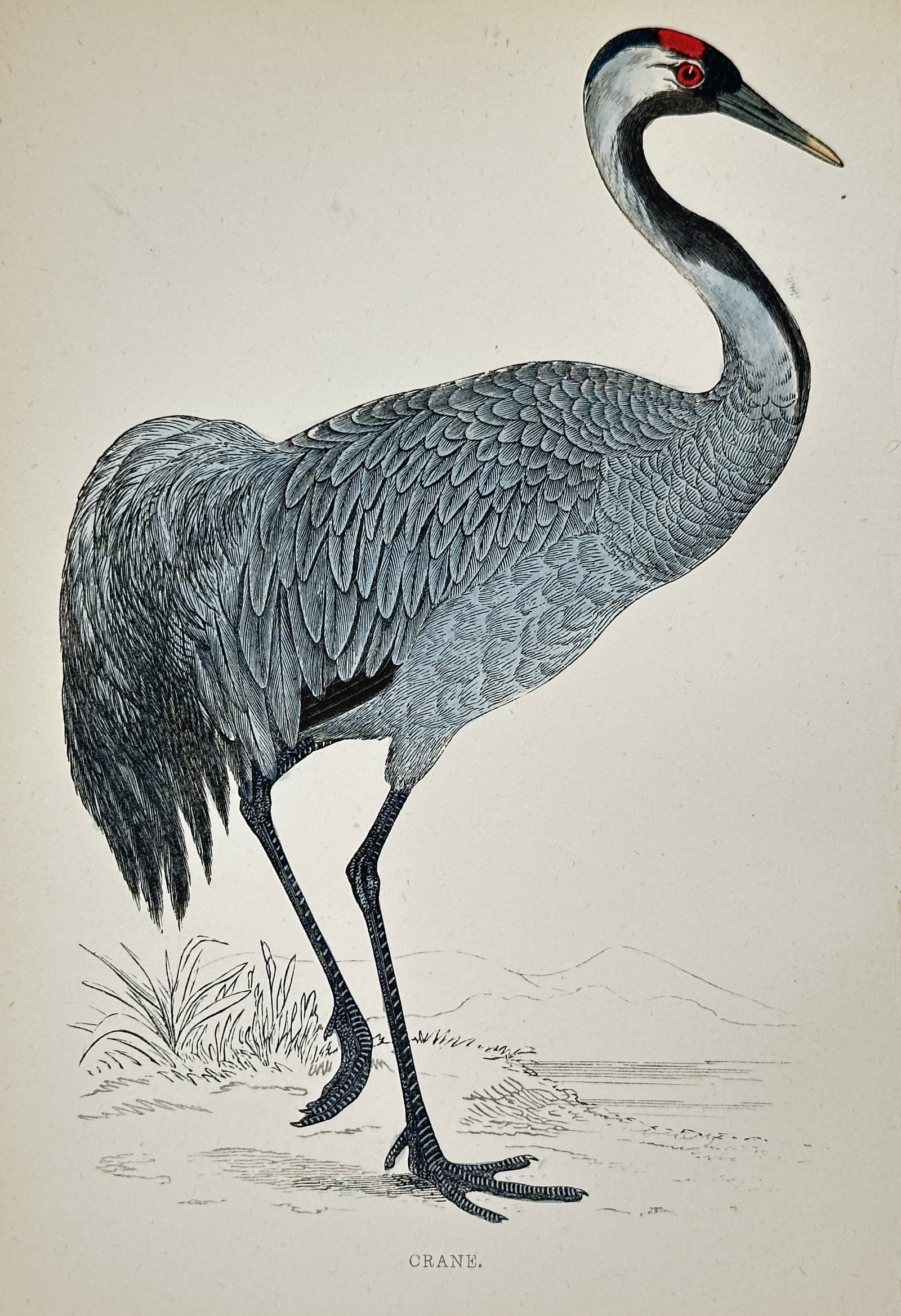Francis Orpen Morris (1810–1893) – Crane – Hand-colored lithograph (19th Century): This hand-colored lithograph depicts the Crane (Grus grus), shown standing in profile in a marshy landscape, illustrating its long legs, arched neck, and the distinctive red patch on its head. This il