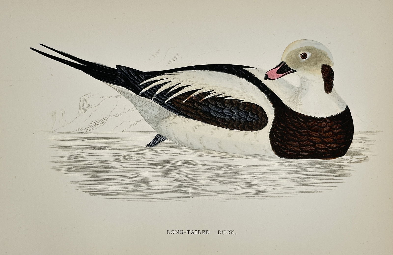 Francis Orpen Morris (1810–1893) – Long-Tailed Duck – Hand-colored lithograph (19th Century) (1 of 2)