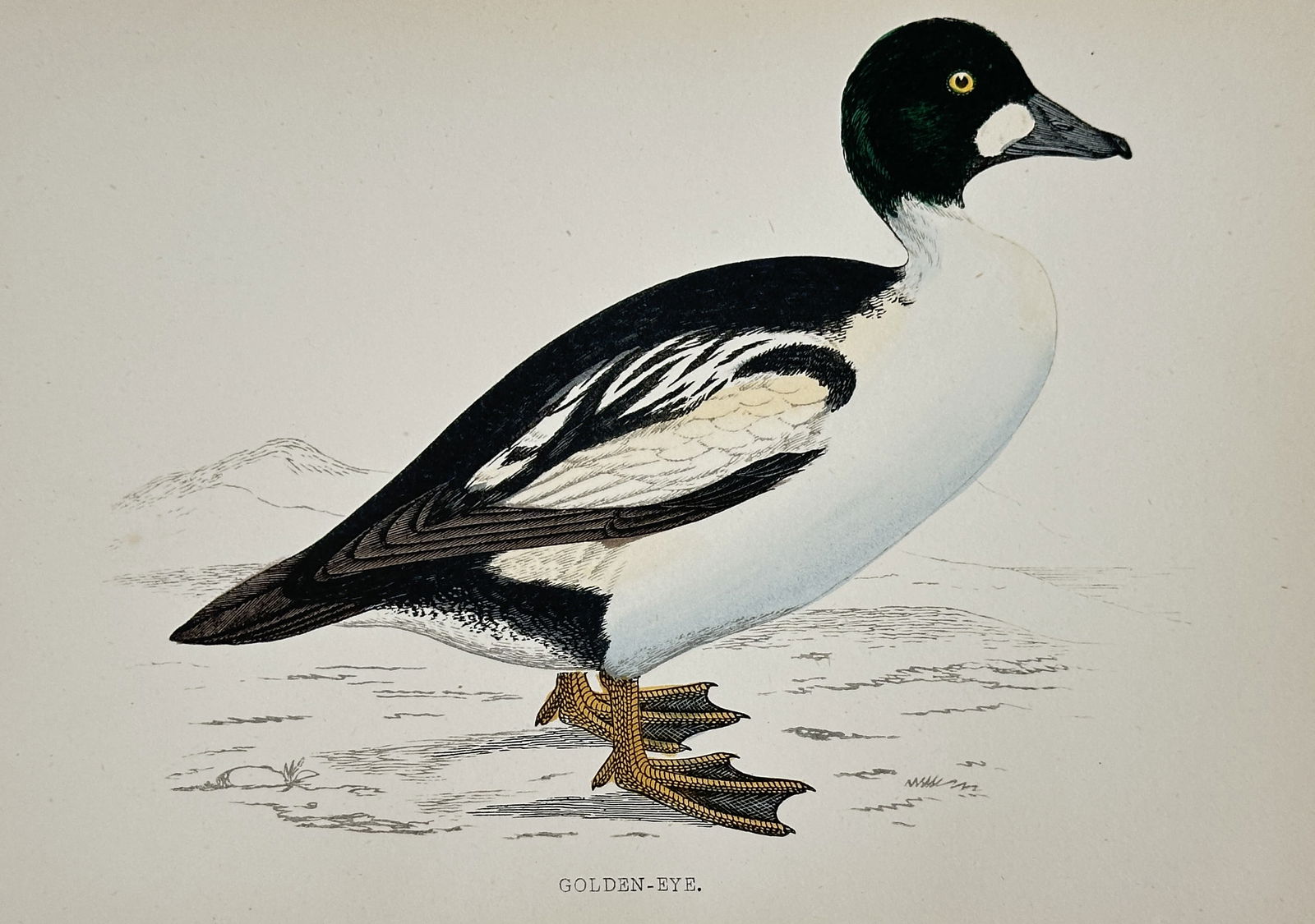 Francis Orpen Morris (1810–1893) – Golden-Eye – Hand-colored lithograph (19th Century) (1 of 2)