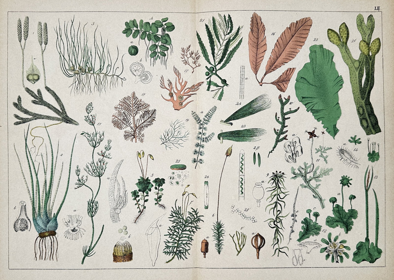 Jacob Sturm (1771–1841) – Collection of Beetles and Insects – Copperplate engraving: This copperplate engraving, labeled Tab. 11, is a detailed entomological illustration showing numerous species of small beetles and insects, individually numbered for scientific classification. This p
