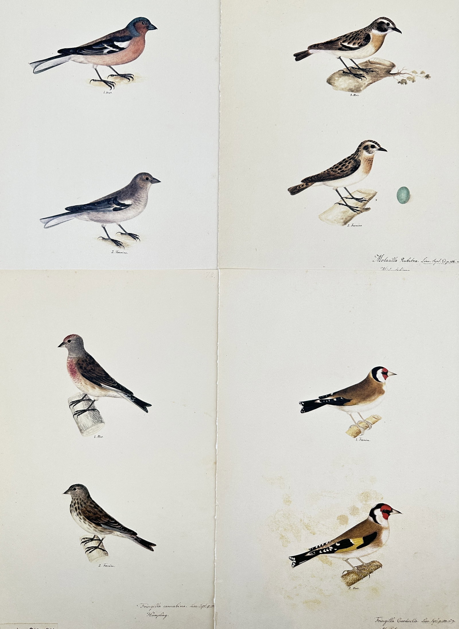 Olof Rudbeck the Younger – Set of 4 Passerine Illustrations – Facsimile print printed on quality: This facsimile print features a set of four distinct, hand-colored illustrations of small passerine bird species, including the Chaffinch, Redpoll, and Goldfinch, presented on a single plate with iden