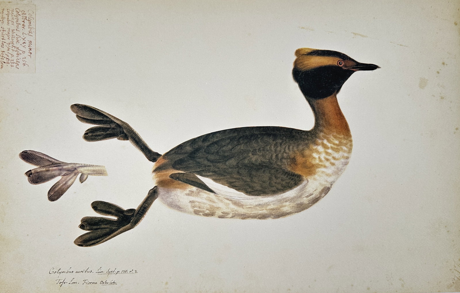 Olof Rudbeck the Younger – The Horned Grebe (Colymbus auritus) – Facsimile print: This facsimile print features a hand-colored illustration of the Horned Grebe (Colymbus auritus), shown in profile floating on the water with its distinctive golden ear tufts visible in breeding pluma