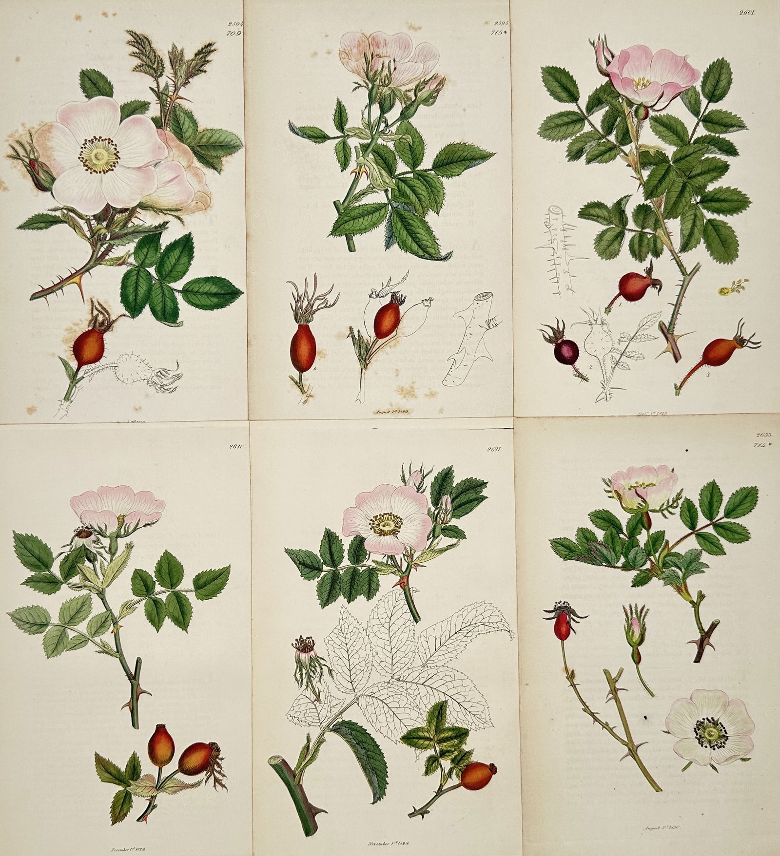 James Sowerby – Set of 6: Botanical Illustrations of Flowers and Plants from English Botany (1 of 2)