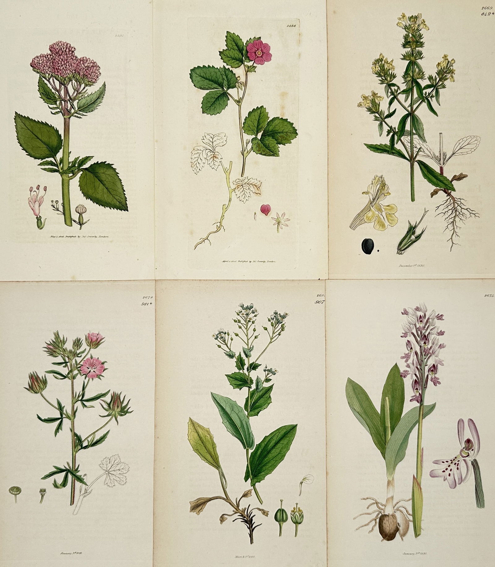 James Sowerby – Set of 6: Botanical Illustrations of Various Flowers – Hand-colored engravin (1 of 2)