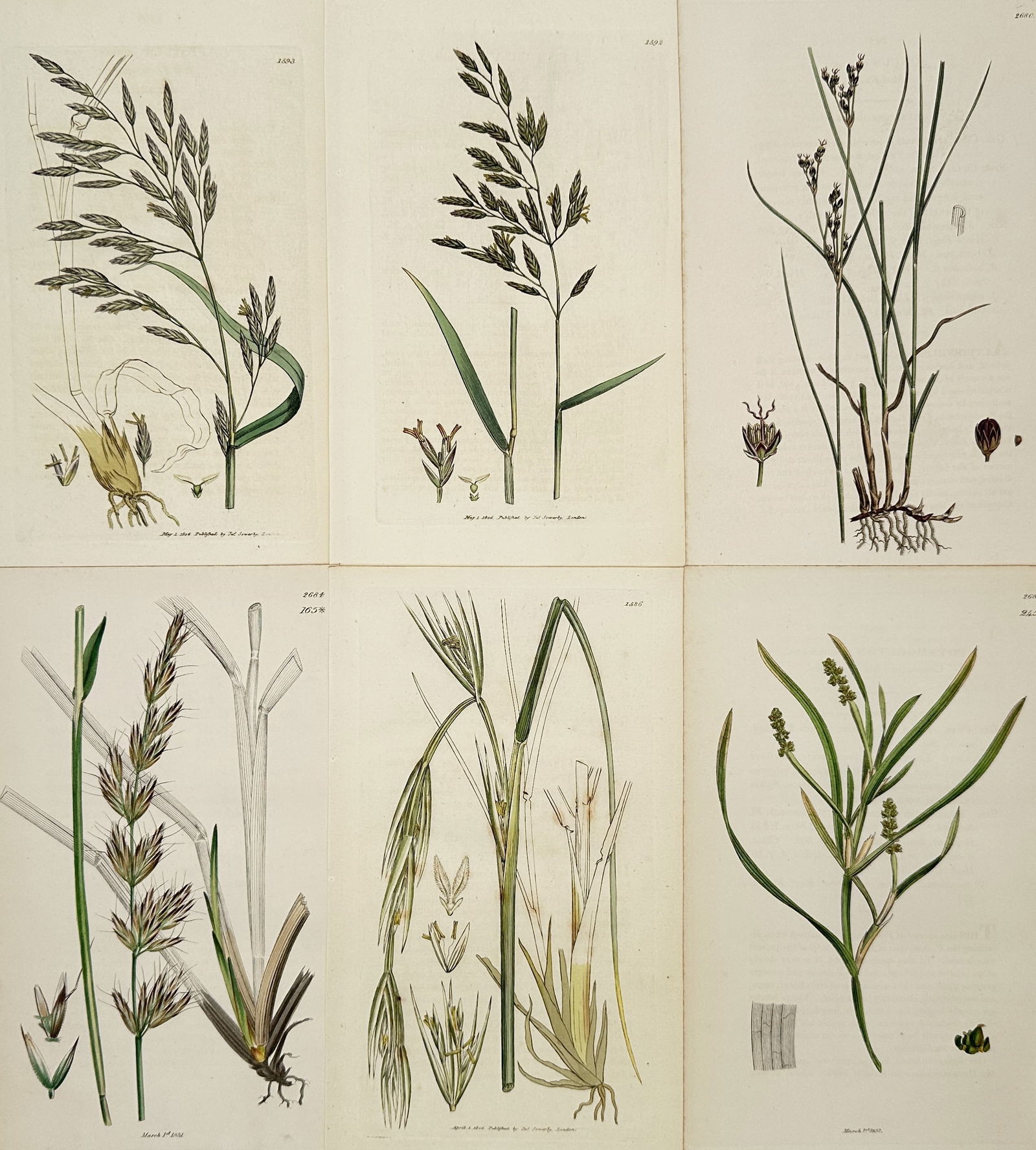 James Sowerby – Set of 6: Illustrations of Grasses, Sedges, and Rushes from English Botany (1 of 2)