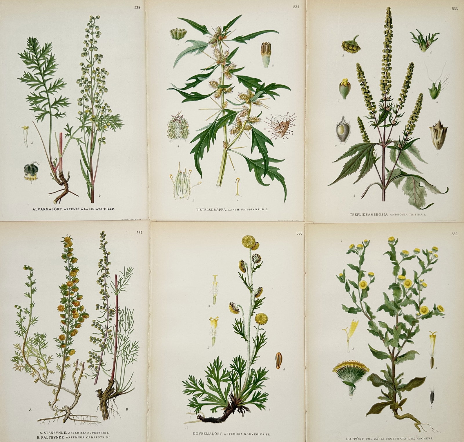 Carl Lindman – Set of 6: Illustrations of Daisies and Thistles from Pictures of Nordic Flora: This set of six Hand-colored engravings depicts various species of flowering plants found in Nordic regions, including several varieties of daisies and thistles, originally published in the multi-volu