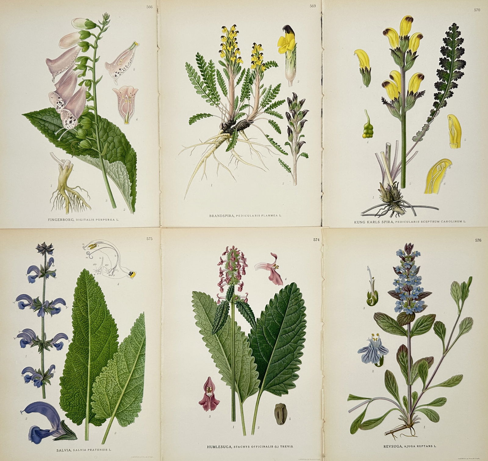 Carl Lindman – Set of 6: Illustrations of Composite Flowers from Pictures of Nordic Flora (1 of 2)