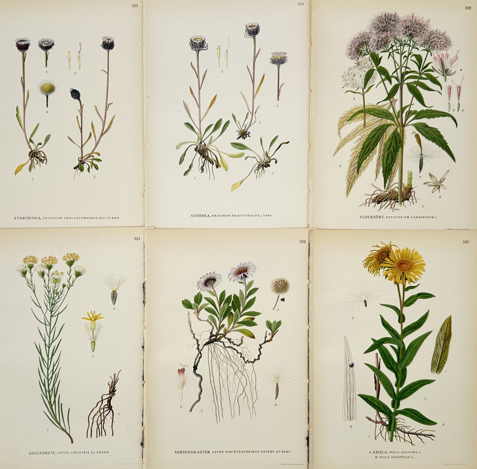 Carl Lindman – Set of 6: Illustrations of Composite Flowers of the Asteraceae Family from Pictures: This set of six Hand-colored engravings depicts various species of flowering plants found in Nordic regions, including several varieties of daisies and thistles, originally published in the multi-volu