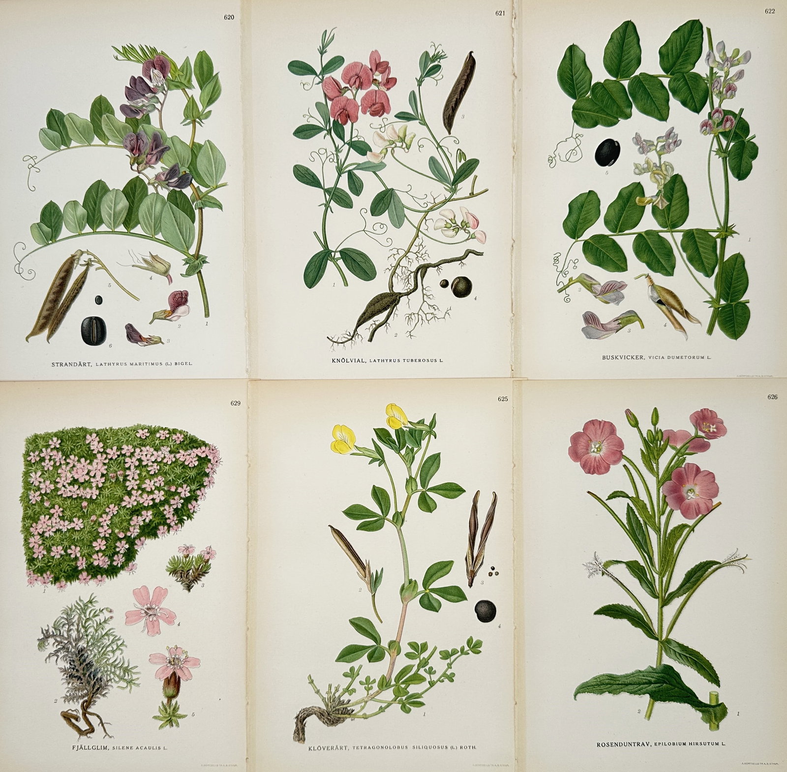 Carl Lindman – Set of 6: Illustrations of Flora from the Nordic Regions – Hand-colored engraving: This set of six Hand-colored engravings depicts various species of flowering plants found in Nordic regions, originally published in the multi-volume work Pictures of Nordic Flora (Bilder ur Nordens F