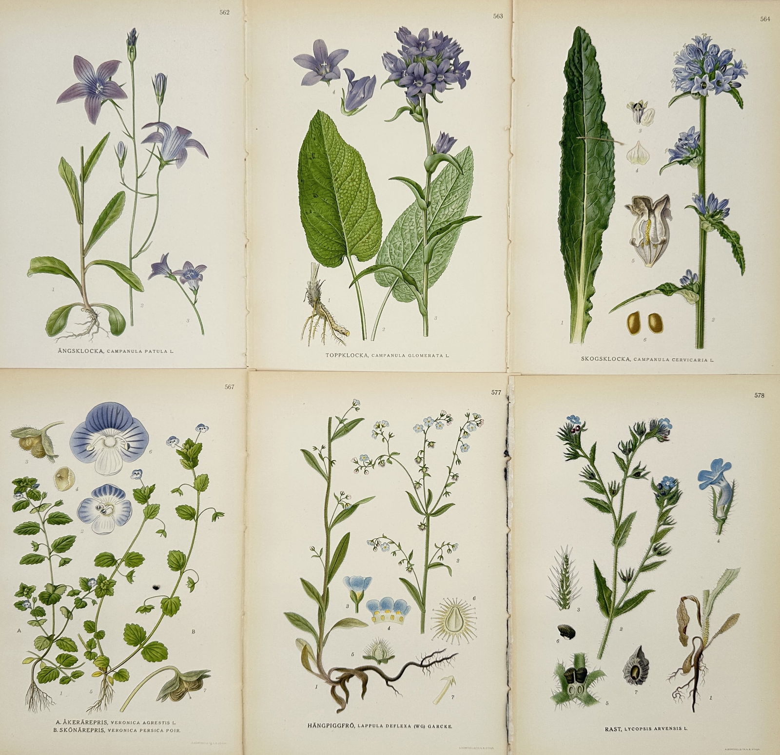 Carl Lindman – Set of 6: Illustrations of Blue and Purple Flora from Pictures of Nordic Flora (1 of 2)