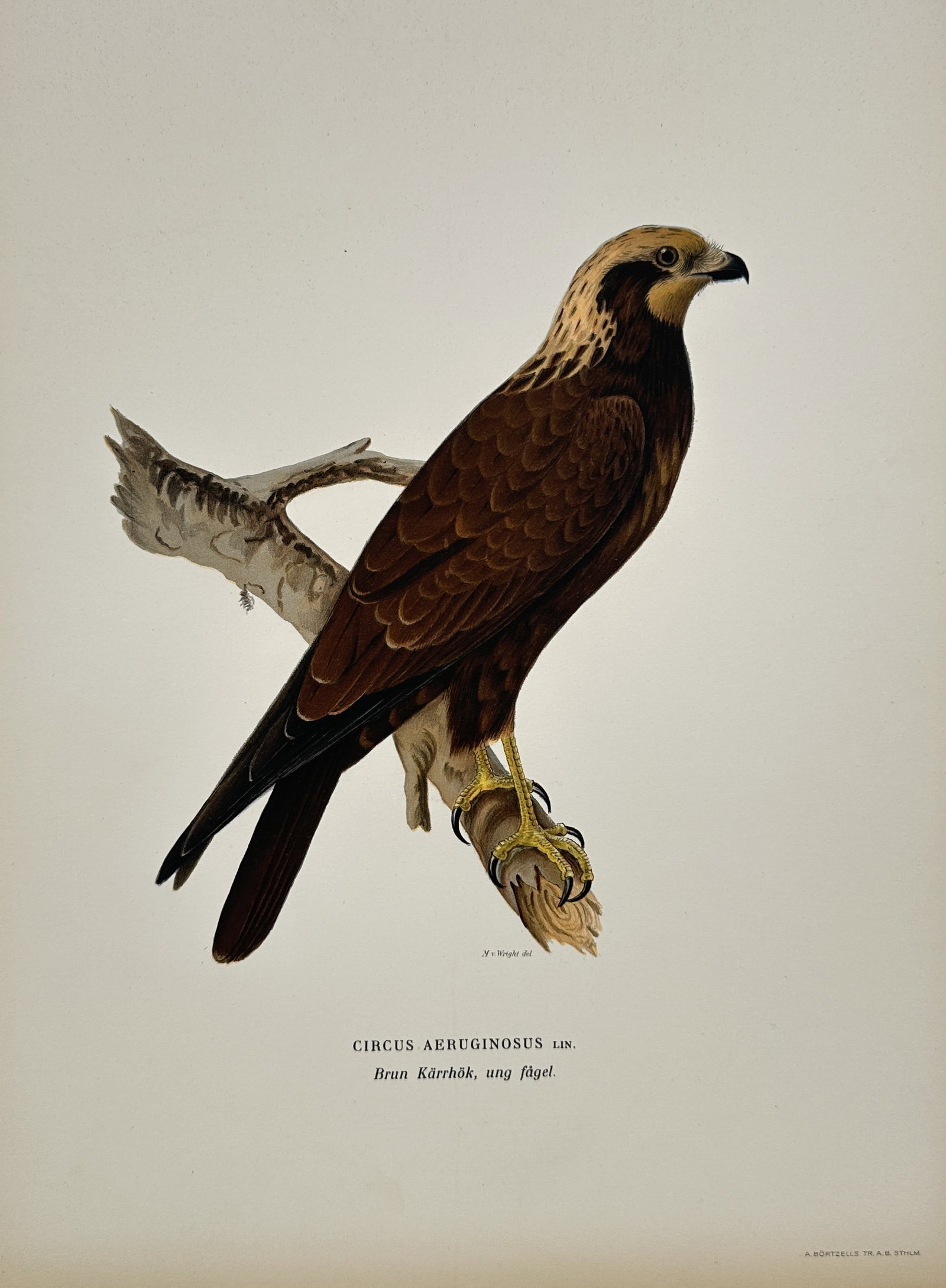 Magnus von Wright – Marsh Harrier Upon a Tree Branch – Color lithograph (20th Century): This color lithograph depicts a Marsh Harrier (Circus aeruginosus) perched upon a tree branch, created for the major ornithological work Swedish Birds (Svenska Fåglar). Magnus von Wright was a Finnis