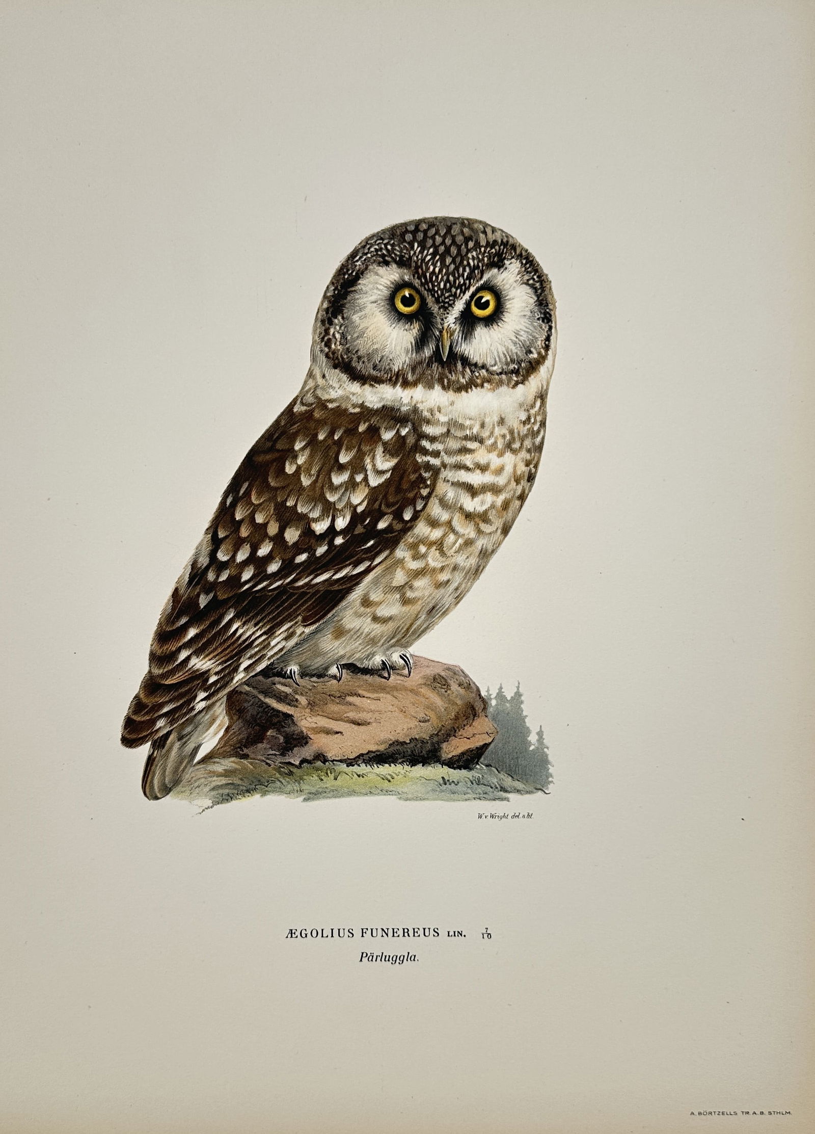 Magnus von Wright – Boreal Owl (Aegolius funereus) – Color lithograph (20th Century) (1 of 2)