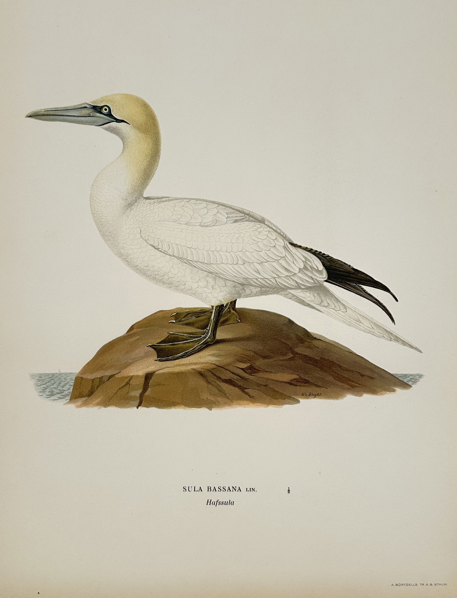 Magnus von Wright – Northern Gannet (Sula bassana) – Color lithograph (20th Century) (1 of 2)