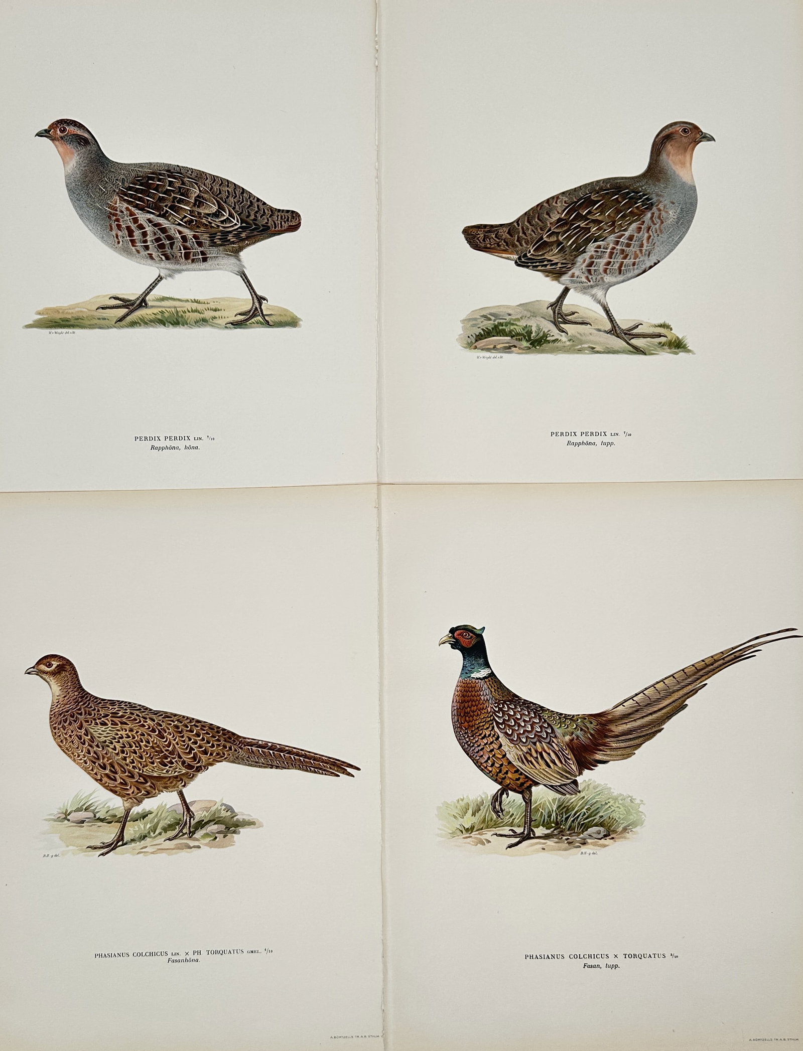 Magnus von Wright – Set of 4: Illustrations of Game Birds (Partridge and Pheasant) from Swedish: This set of four color lithographs depicts various species of game birds, including two types of partridge and two types of pheasant, created for the major ornithological work Swedish Birds (Svenska F