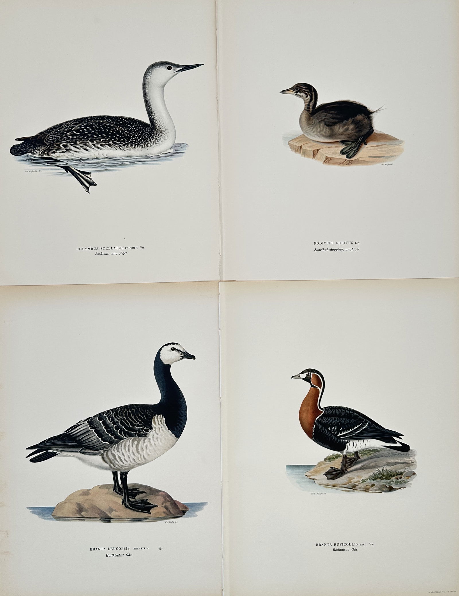 Magnus von Wright – Set of 4: Illustrations of Waterfowl and Geese from Swedish Birds (1 of 2)
