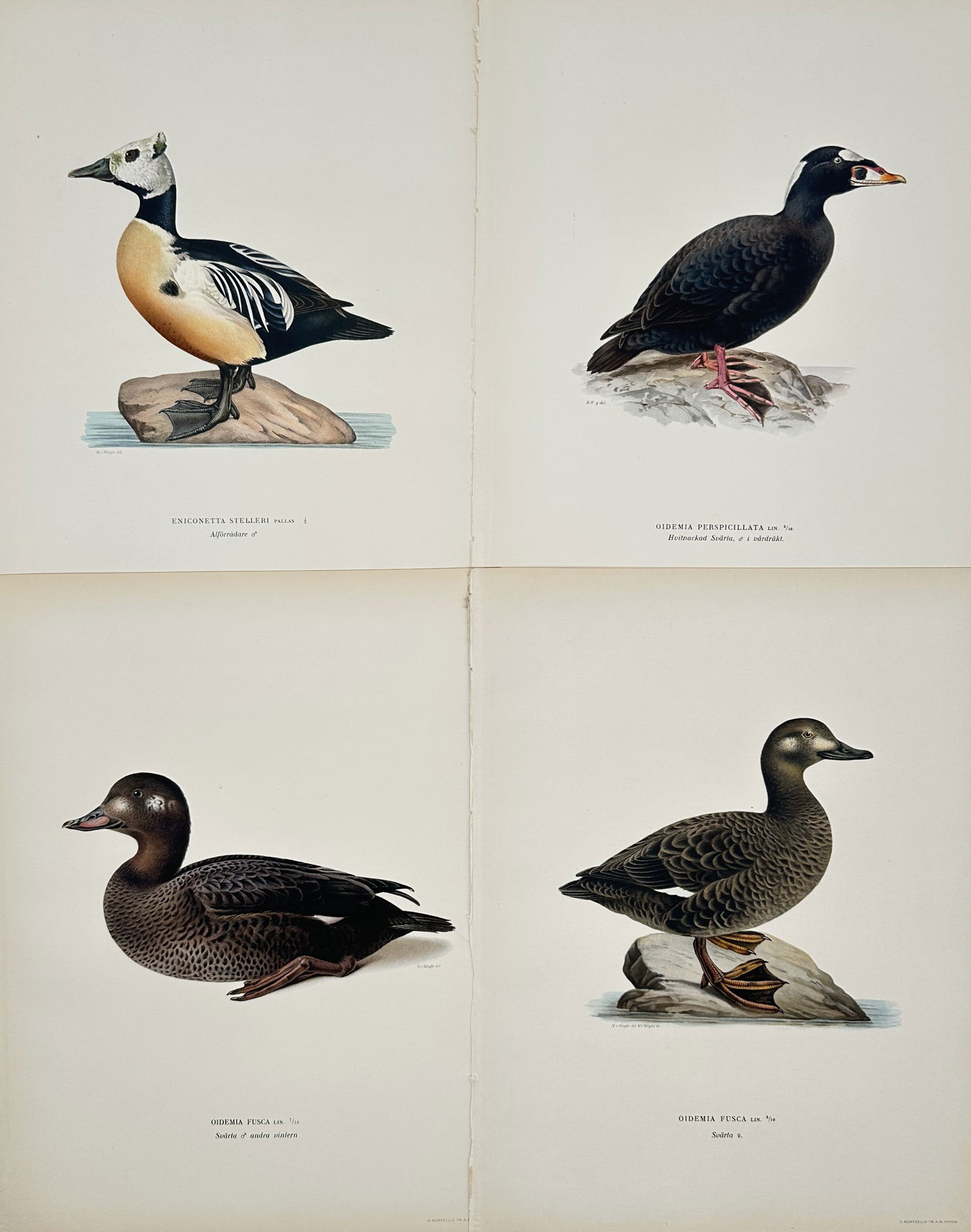 Magnus von Wright – Set of 4: Illustrations of Sea Ducks and Eiders from Swedish Birds (1 of 2)