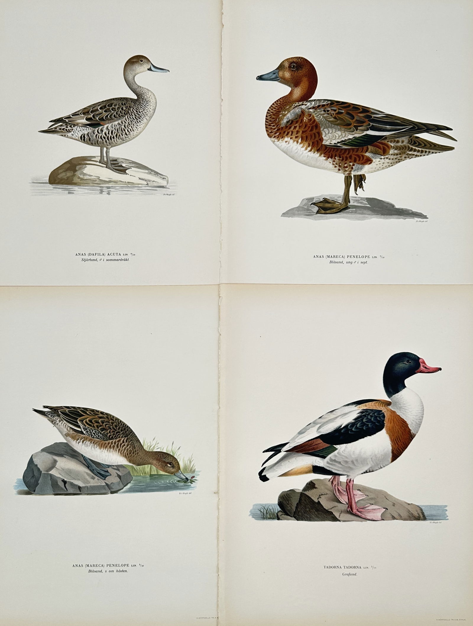 Magnus von Wright – Set of 4: Illustrations of Ducks and Waterfowl from Swedish Birds (1 of 2)