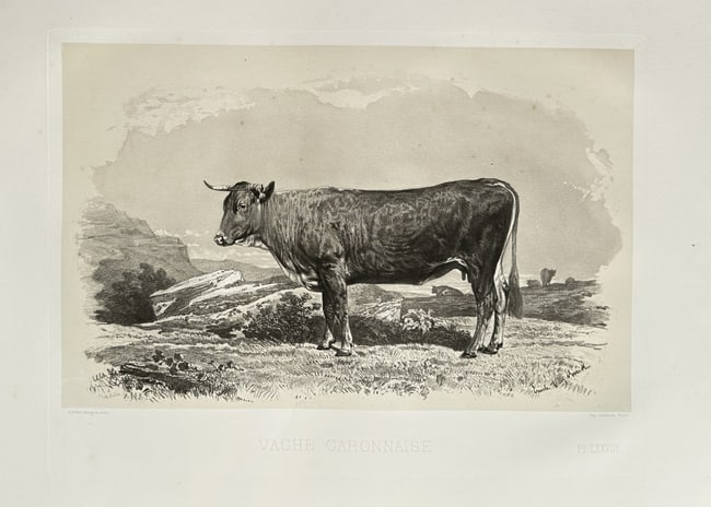Émile Baudement (1819–1886) – Vache Garonnaise (The Garonnais Cow) – Lithograph (1 of 2)
