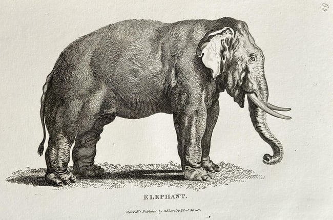 George Shaw (1751–1813) – Elephant – Copperplate engraving (1800) (1 of 2)