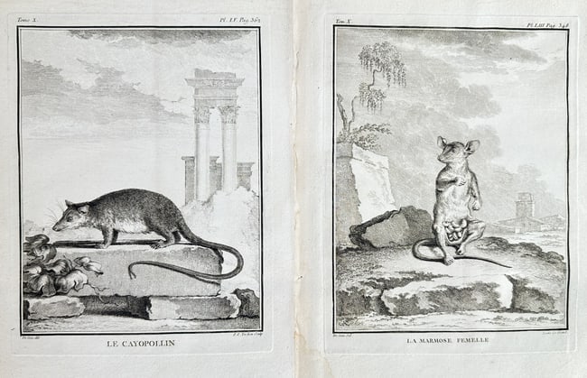 Georges-Louis Leclerc, Comte de Buffon – Set of 2: The Cayopollin Opossum: This set of two zoological plates illustrates two small marsupial species native to the Americas. The left plate depicts the Cayopollin Opossum (Le Cayopollin) traversing a low wall near classical rui