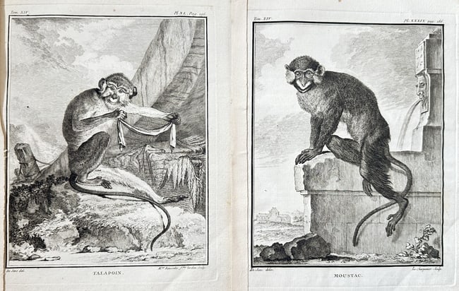 Georges-Louis Leclerc, Comte de Buffon (1707–1788) – Set of 2: The Talapoin Monk: This set of two zoological plates features two species of African monkeys: the Talapoin Monkey and the Moustached Monkey (Moustac). The left plate depicts the Talapoin seated and examining a strip of 