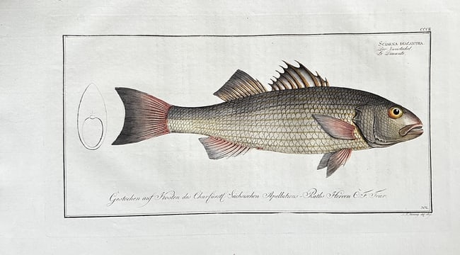 Marcus Elieser Bloch – The Diaphragm Fish (Sciæna Braicantea) (1 of 2)