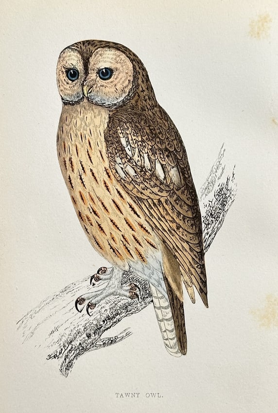Francis Orpen Morris (1810–1893) – Tawny Owl – Hand-coloured engraving: This antique print illustrates the Tawny Owl (Strix aluco), one of the most common owl species found in Britain. The bird is shown perched on a branch, looking directly forward, with distinctive dark 
