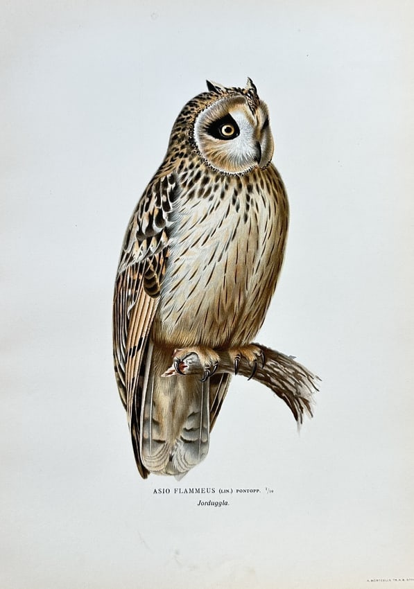 The von Wright Brothers - The Short-eared Owl – Chromolithograph (1920s) (1 of 2)