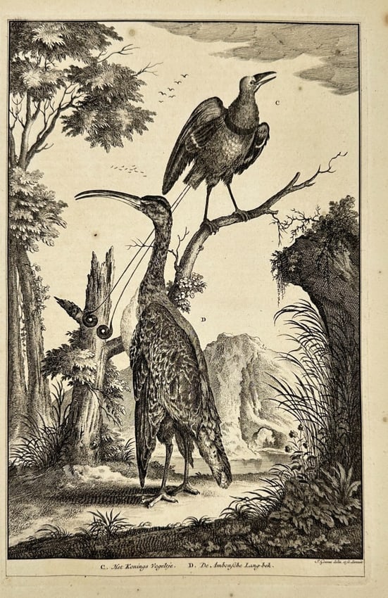 François Valentijn – Birds of Paradise from Ambon and the Moluccas - Engraving: This antique copperplate engraving features exotic birds of paradise (Paradisaeidae) observed in the tropical forests of Ambon and the Moluccas (present-day Indonesia). Depicted in a lush landscape se