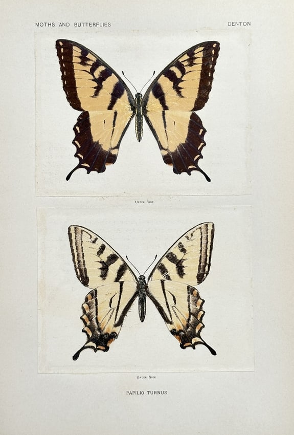 Sherman F. Denton (1856–1937) – Eastern Tiger Swallowtail (Papilio Turnus): This print is a highly detailed, colored entomological illustration of the Eastern Tiger Swallowtail butterfly, identified by the Latin name Papilio Turnus. The plate displays both the upper side (abo
