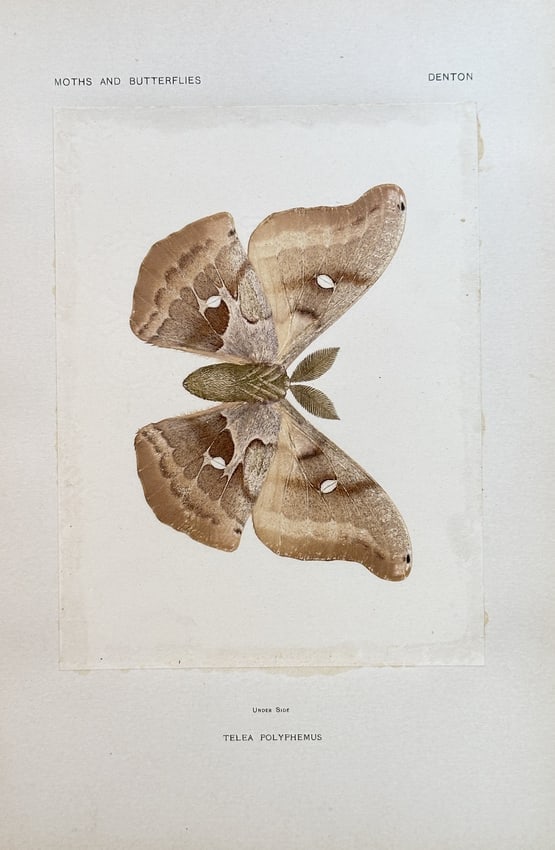 Sherman F. Denton (1856–1937) – Polyphemus Moth – Nature print (Circa 1898): This detailed zoological illustration depicts the underside of a Polyphemus Moth, Antheraea polyphemus, with its wings fully spread. The print is from a publication on moths and butterflies by Sherman