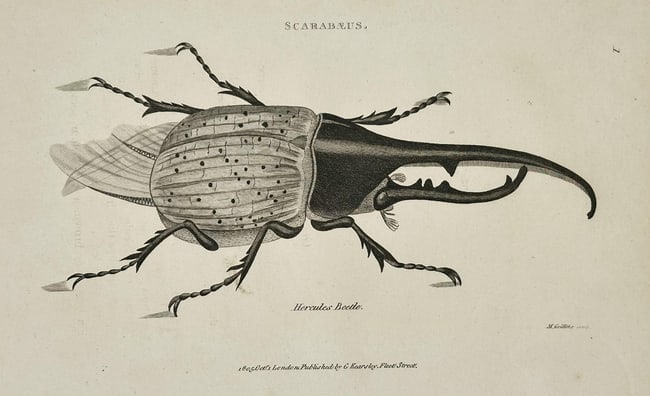 George Shaw (1751–1813) – Illustration of Scarabaeus: Hercules Beetle – Engravin (1 of 2)
