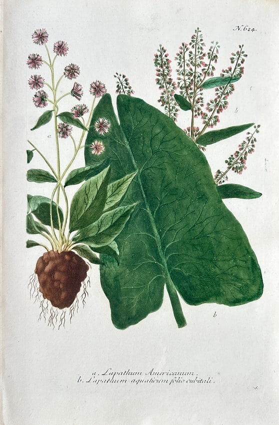Johann Wilhelm Weinmann – American Dock and Grape-Leaved Dock (Lapathum): This botanical illustration depicts two distinct forms of Lapathum, the historical genus name for Dock or Sorrel plants (Rumex). Specimen a, labeled Lapathum Americanum, is shown as a plant with a lar