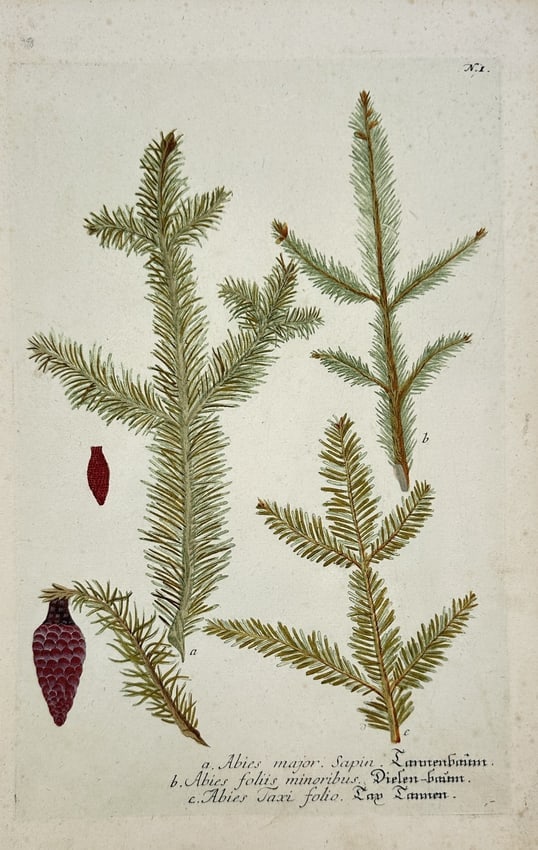 Johann Wilhelm Weinmann – Fir Varieties (Abies Major, Abies foliis minoribus (1 of 2)